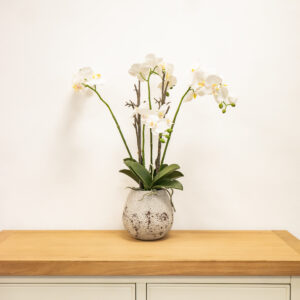 Large Orchid in Stone Pot