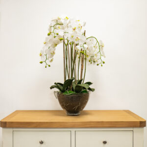 Large Orchid in Glass Pot