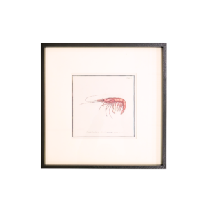 Prawn Crustacean Art