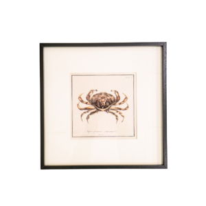 Crab Crustacean Art