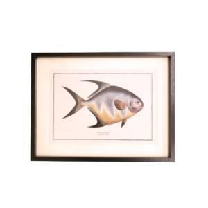 Single Fish Art