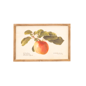 Braeburn Apple Print
