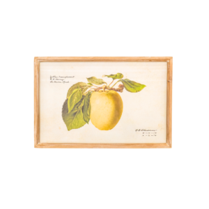Granny Smith Apple Print