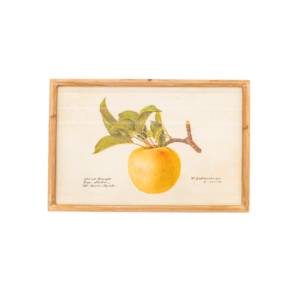 Cox Apple Print