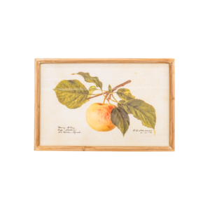 Gala Apple Print