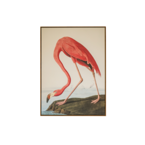 Flamingo Framed Print