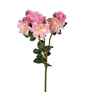 Pink Cottage Rose with Leaves