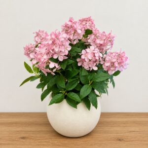 Pink Hydrangea Potted Plant